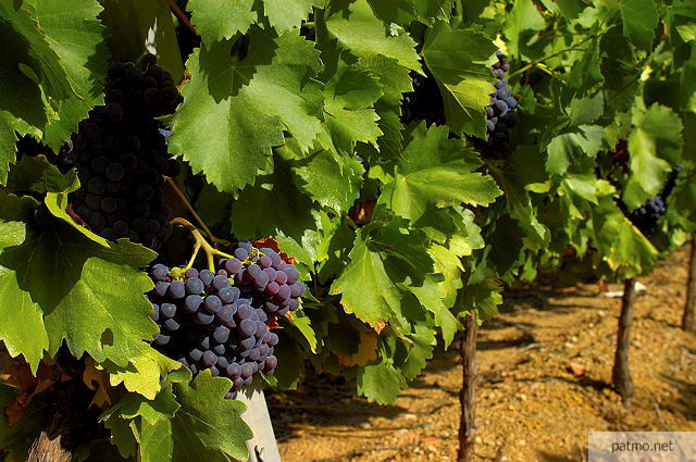 raisin dans la vigne
