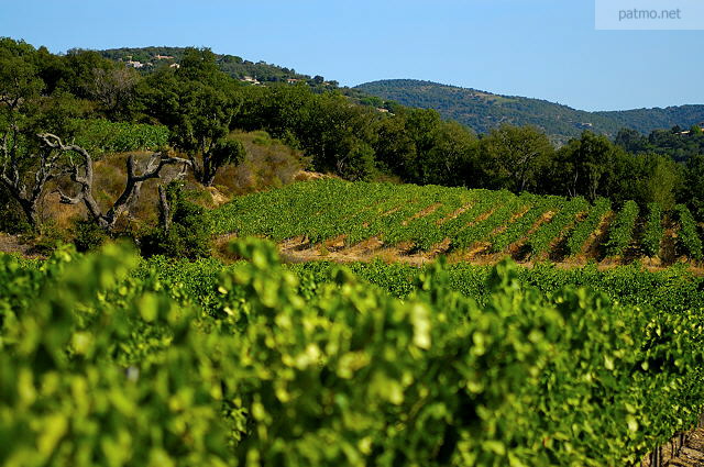 Photograph of Provence vineyard in Massif des Maures