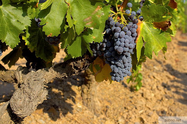 photo de grappes de raisin sur un pied de vigne