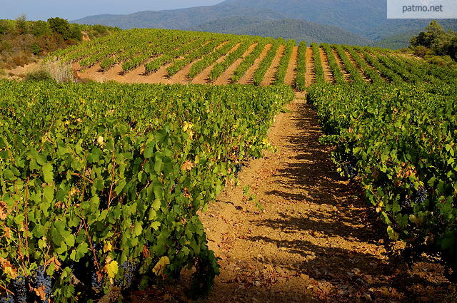 Photo des vignes colores de Collobrires dans le Massif des Maures