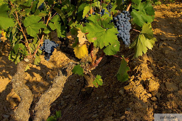 grappes de raisin sur un pied de vigne