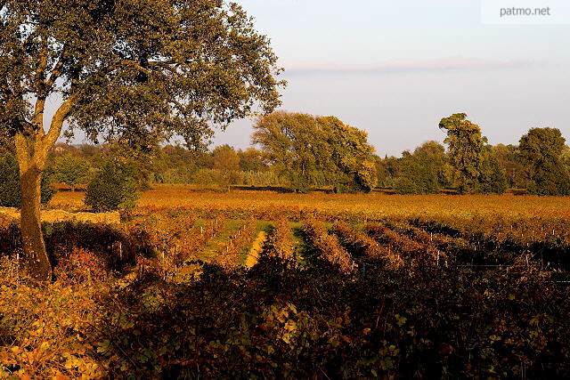 Image of the autumn vineyard around Cogolin in Provence