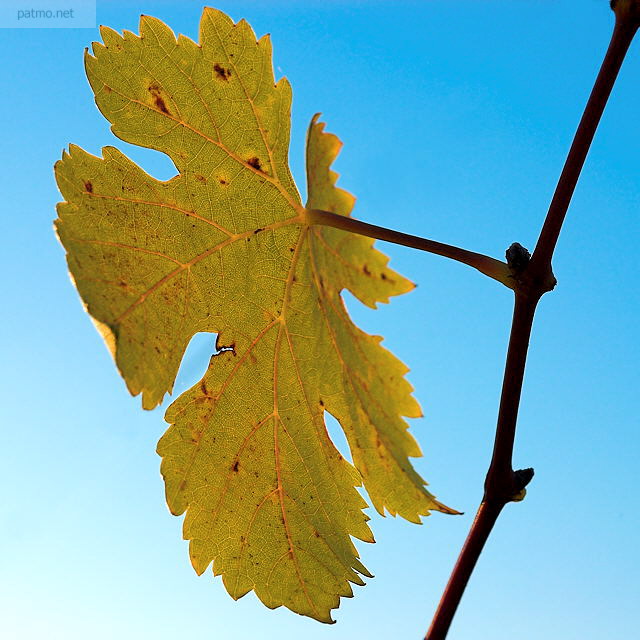 Image of a vine leave against blue sky