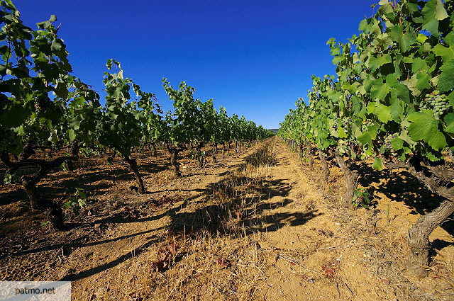 Photo de rangees de vignes