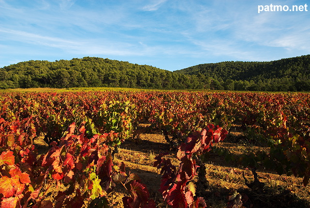 Photo du vignoble de provence en automne - Massif des Maures