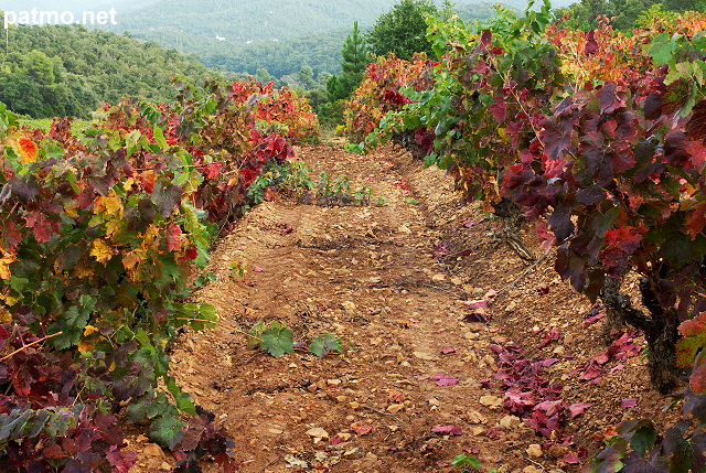 Image of vines rows with autumn colors in Provence