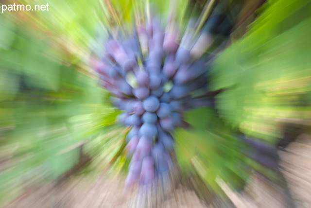 Image d'une grappe de raisin sur un pied de vigne
