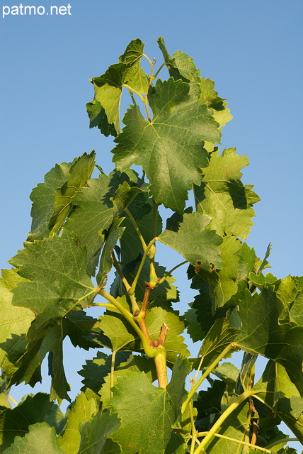 Photo de feuilles de vigne sur fond de ciel bleu