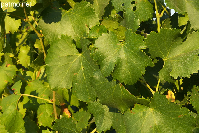 Image of green vines leaves