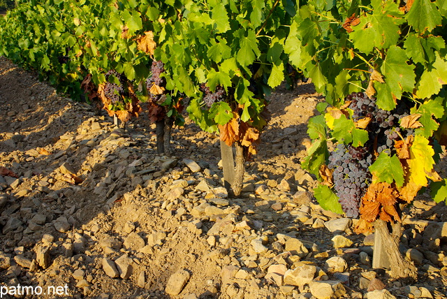 Photographie d'un rangée de vigne avec des grappes de raisins rouges