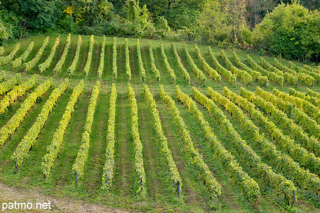 Photo of an autumn landscape in Haute Savoie vineyard around Chaumont