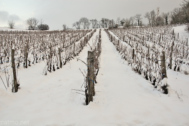 Photo des vignes de la Roussette sous la neige en hiver