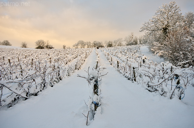Photograph of a snowy vineyard landscape in the early morning light