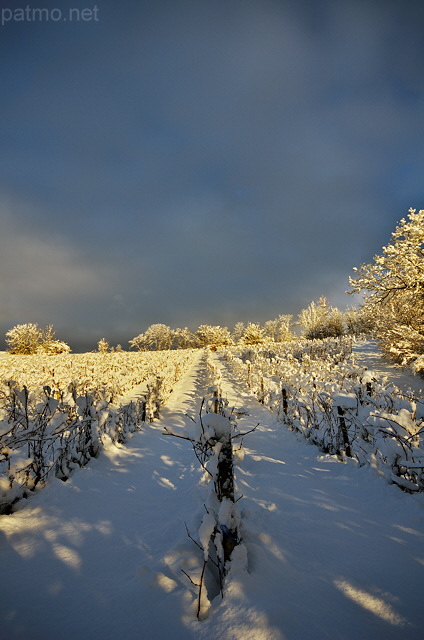 Image des vignes de Haute Savoie sous la neige et le soleil
