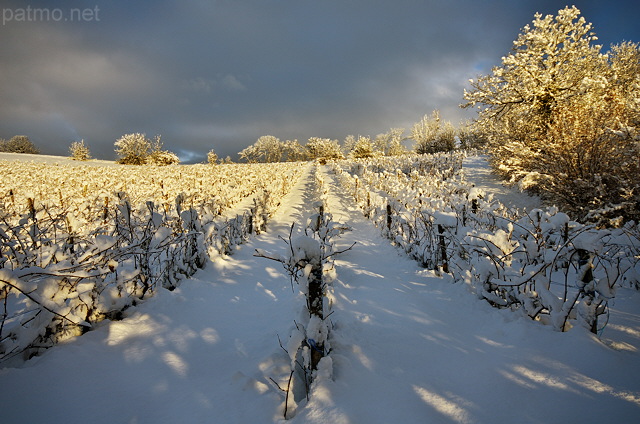 Photographie du vignoble de la Roussette en Haute Savoie sous la neige et le soleil