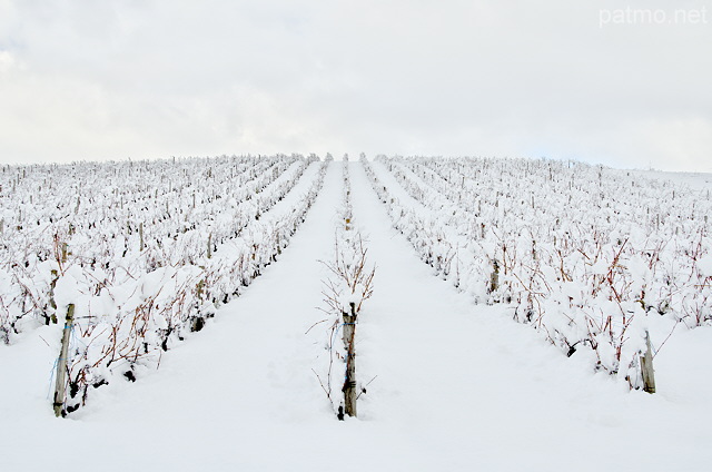 Image du vignoble de la Roussette sous la neige en Haute Savoie
