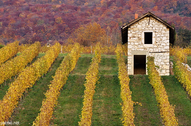 Image d'un cabanon en pierre au milieu des vignes d'automne à Ruffieux en Chautagne