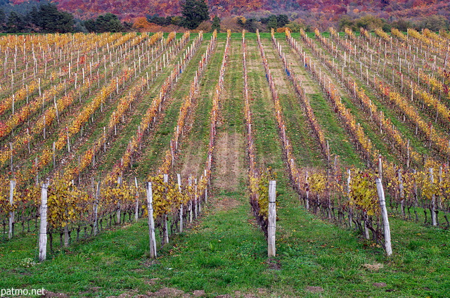 Photo du vignoble de Chautagne en automne