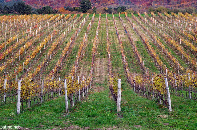 Photo of the vineyard in autumn, Chautagne