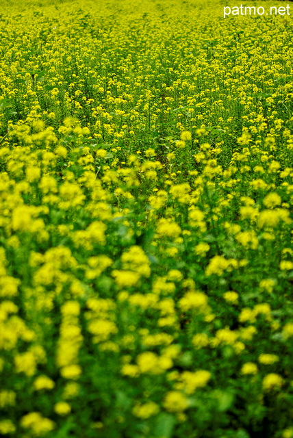 Photographie de fleurs de colza dans un champ