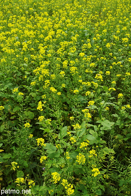 Photo de fleurs de colza dans un champ en Haute Savoie