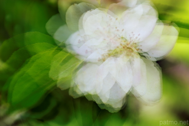 Photographie abstraite d'une fleur de pommier au printemps