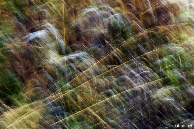 Photo d'herbes en automne mélangées par des mouvements pendant la prise de vue