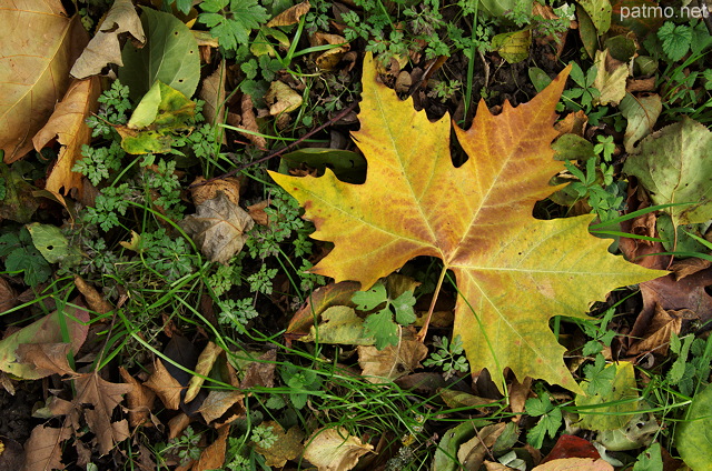 Image de feuilles d'automne