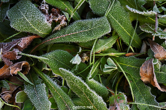 Photo de la végétation sous la gelée matinale en automne