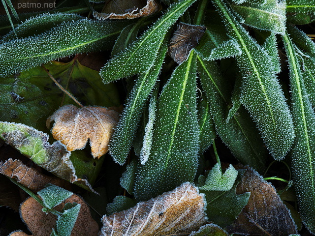 Photographie de plantes piquées par les gelées matinales en automne