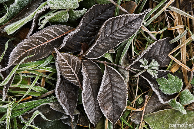 Photographie du gel sur les feuilles d'automne