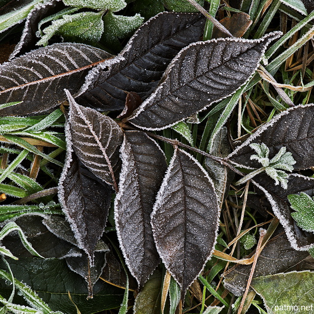 Photographie de feuilles d'automne couvertes de givre