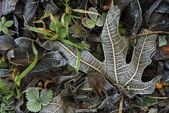 Photo du gel matinal sur des feuilles d'automne