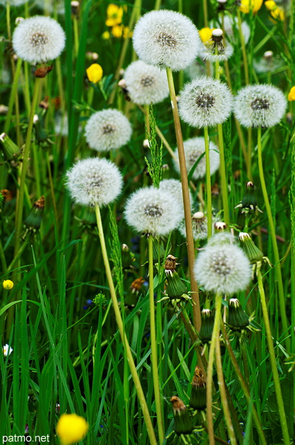 Image de fleurs de pissenlits dans un champ