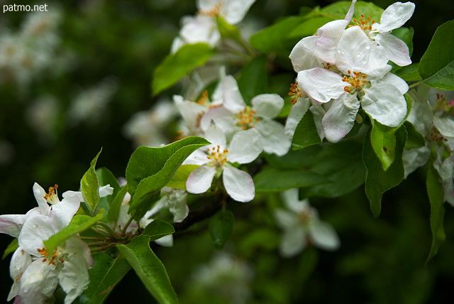 Photo d'une branche de pommier fleurie au printemps