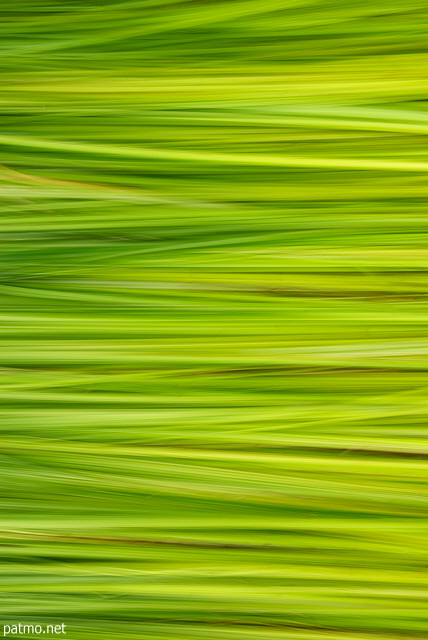 Photograph of a colorful summer grass
