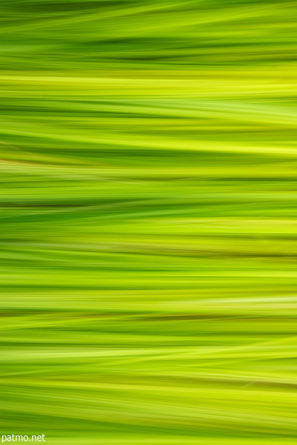 Abstract picture of summer grass