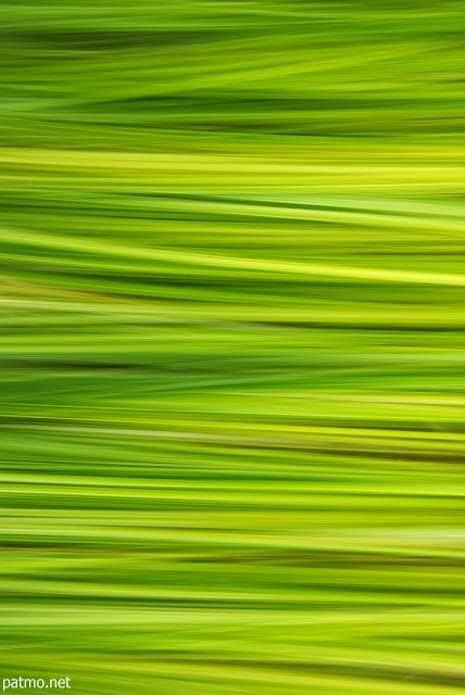 Image abstraite avec les lignes et les couleurs de l'herbe en été