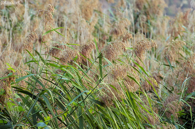 Image of reeds on the banks of Annecy lake in Saint Jorioz
