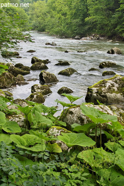 Image de la végétation luxuriante sur les berges de la rivière du Chéran en Haute Savoie