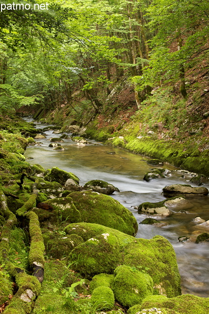 Photographie de la rivière de la Valserine à travers la forêt du PNR du Haut Jura