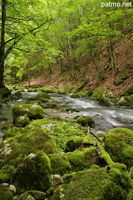 Image de la rivière de la Valserine à travers la forêt de printemps