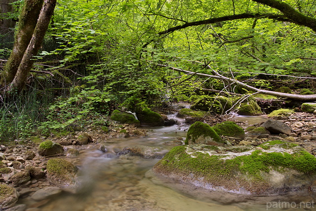 Image du ruisseau du Castran serpentant dans un sous bois de printemps