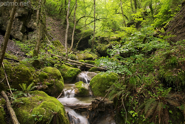 Photographie des berges du Castran dans un sous bois de printemps
