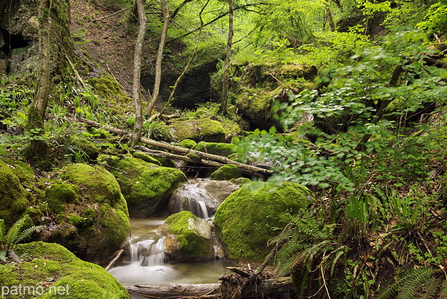 Image du ruisseau du Castran entouré de végétation luxuriante au printemps