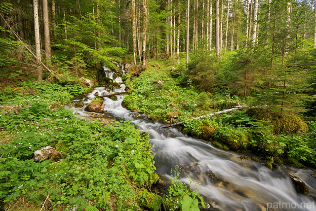 Photo d'un torrent de printemps dans la forêt de la Valserine