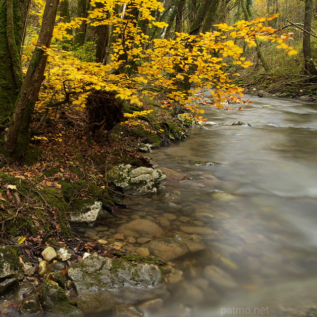 Picture of an autumn tree along Fornant river