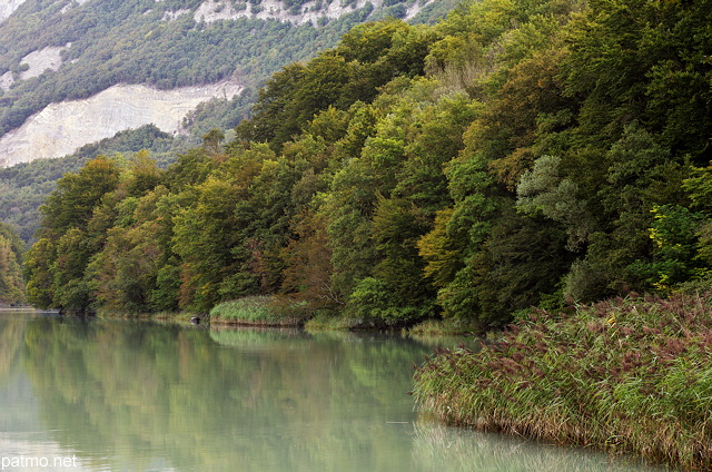 Photographie de roseaux et de forêts sur les berges du Rhône sous la montagne du Vuache