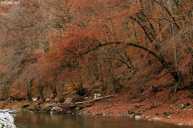 Photo of a red autumn along Fier river