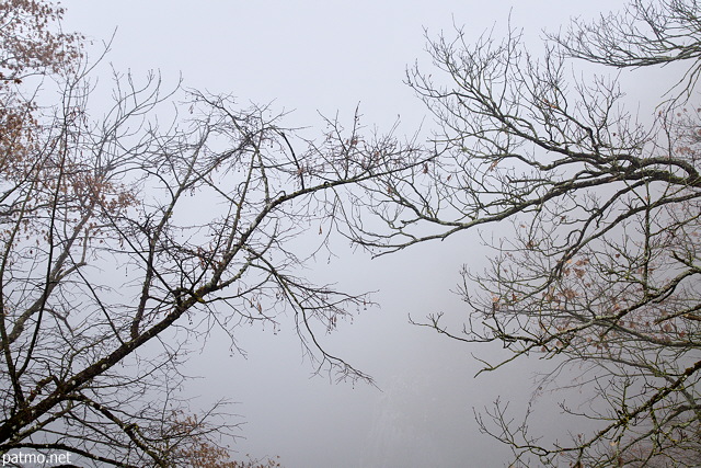 Image de branches dans le brouillard au dessus du canyon du Fornant